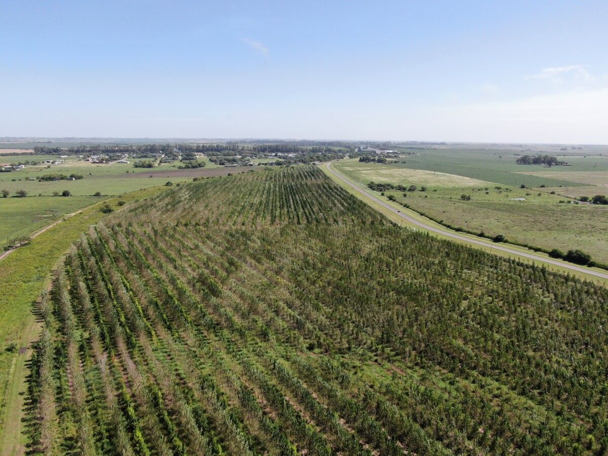 Predio forestal, rse, medio ambiente